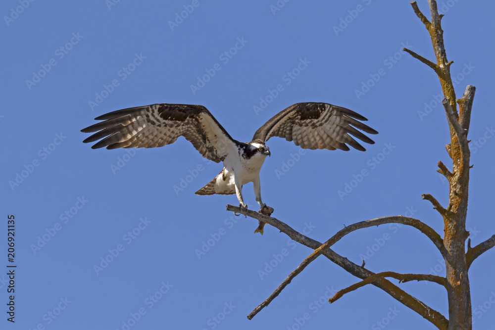 Bird osprey at Yellowstone National Park Bird osprey at Yellowstone National Park