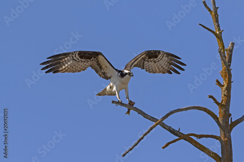 Bird osprey at Yellowstone National Park