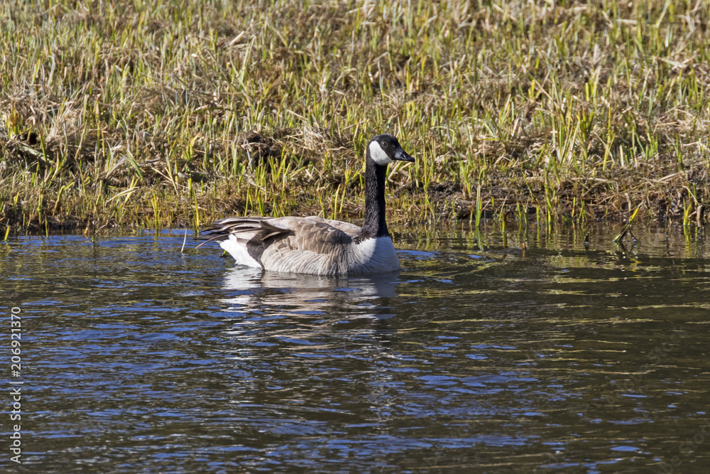 Bird Canadian geese at Yellowstone National Park Bird Canadian geese at Yellowstone National Park