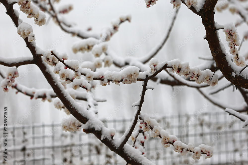 Apricot blossom flowers covered by snow in spring