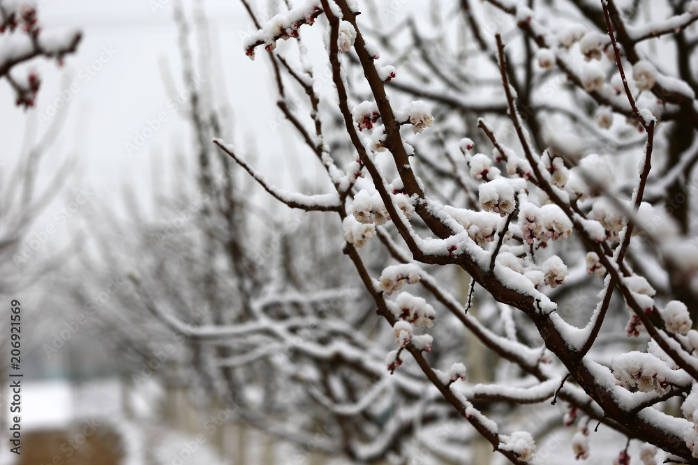 Apricot blossom flowers covered by snow in spring