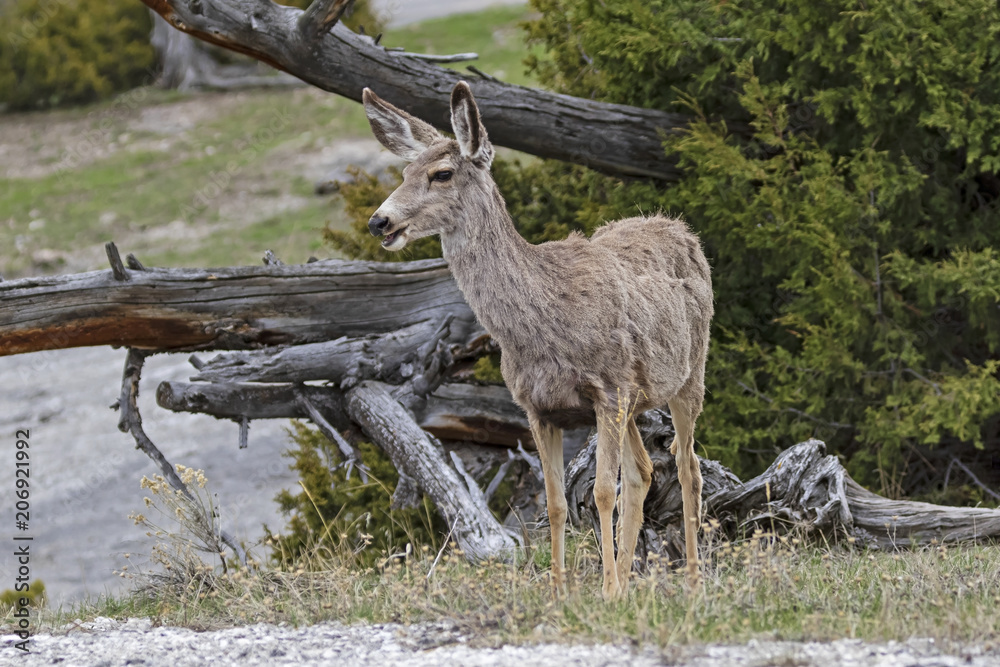 Deer at Yellowstone National Park grassland Deer at Yellowstone National Park grassland