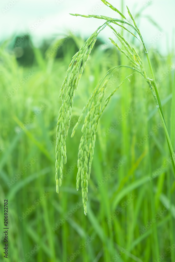 rice plants in paddy field rice plants in paddy field