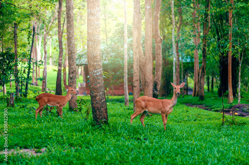Deer in the forest. Get in the morning © anurak