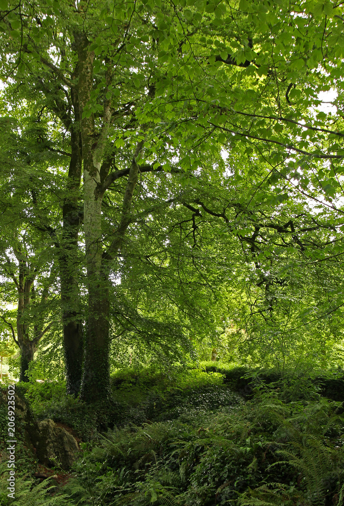 Blarney Woods Blarney Woods