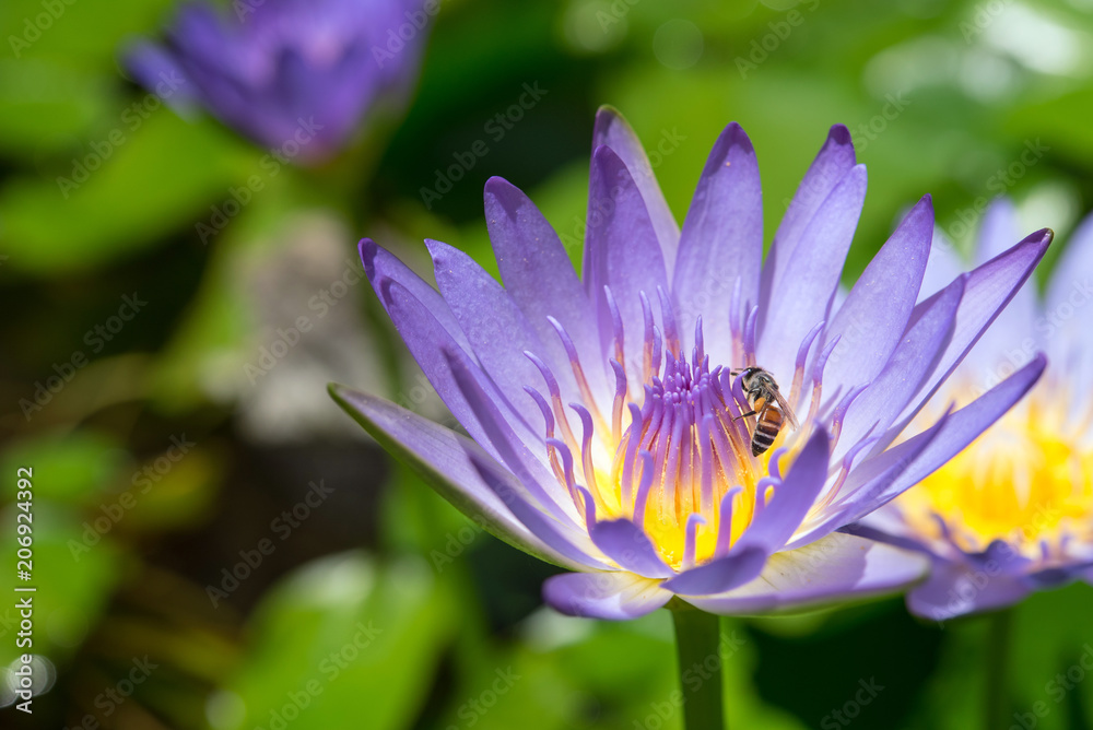 Water lily & bee in Hoi An, Vietnam 蜂と睡蓮(ベトナムのホイアン) Water lily & bee in Hoi An, Vietnam 蜂と睡蓮(ベトナムのホイアン)
