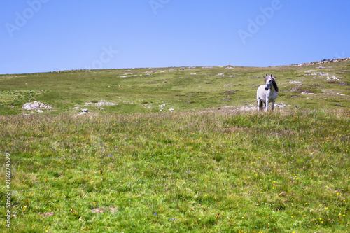Wallpaper Mural white horse in a meadow Torontodigital.ca