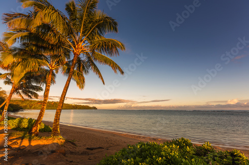 Tropical beach scene with coconut palm