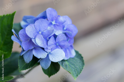 Slika na platnu Blue Hydrangea