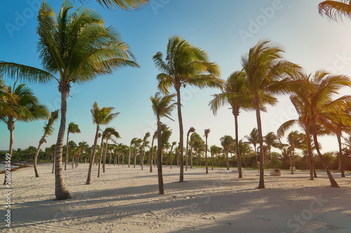 View of tropical beach through coconut palm trees on sunset. Shadows of palm tree fronds fluttering on textured sand beach. Turquoise water of the Caribbean Sea. Riviera Maya Mexico..