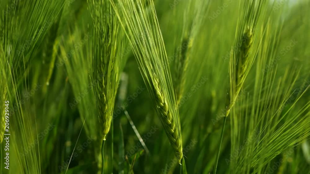 Green wheat stalks blow in the wind. Natural Wheat field. Bueutiful nature wheat field with clouds in sunny day. Green wheat stalks blow in the wind. Natural Wheat field. Bueutiful nature wheat field with clouds in sunny day.