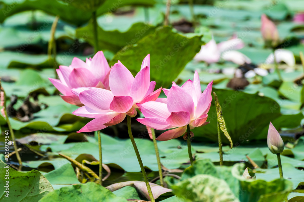 Pink lotus flower in pond