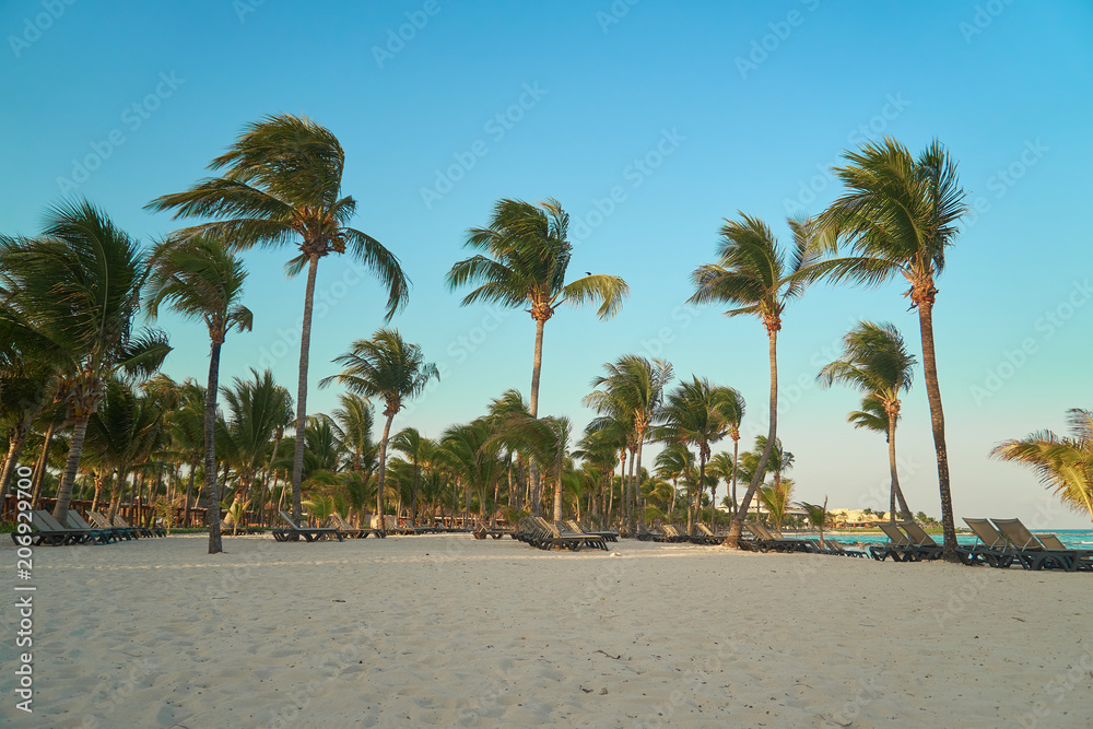 View at luxury resort hotel beach of tropical coast. Leaves of coconut palms fluttering in wind against blue sky. Turquoise water of Caribbean Sea. Riviera Maya Mexico