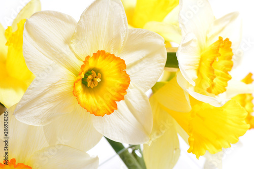 Fototapeta Naklejka Na Ścianę i Meble -   Flower narcissus