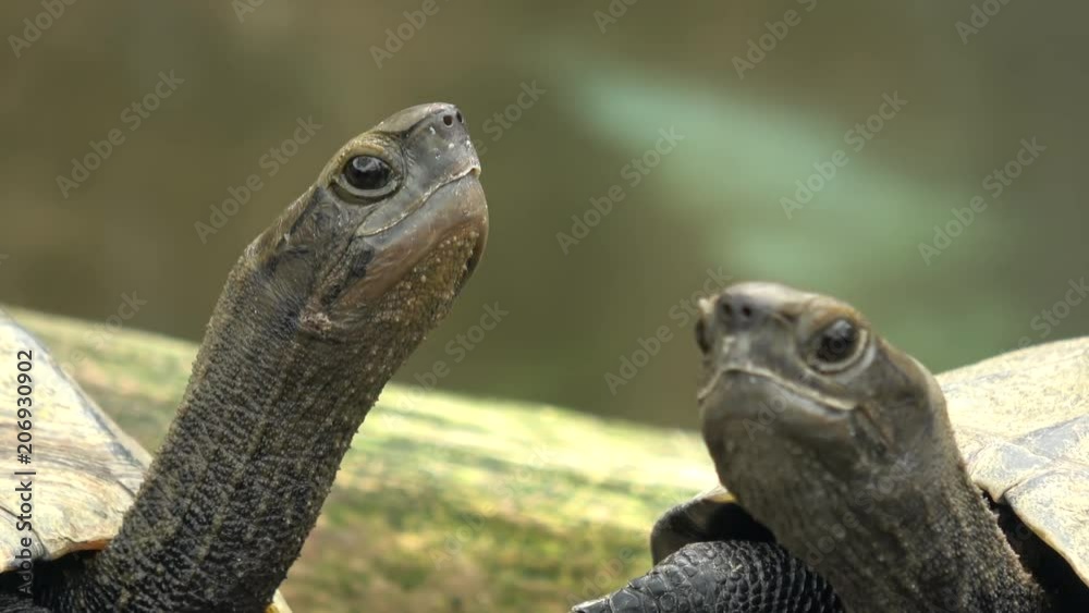 Two young little Chinese pond turtles looking up the sky, 4K, raw Two young little Chinese pond turtles looking up the sky, 4K, raw