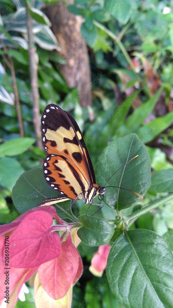 Obraz premium Butterfly