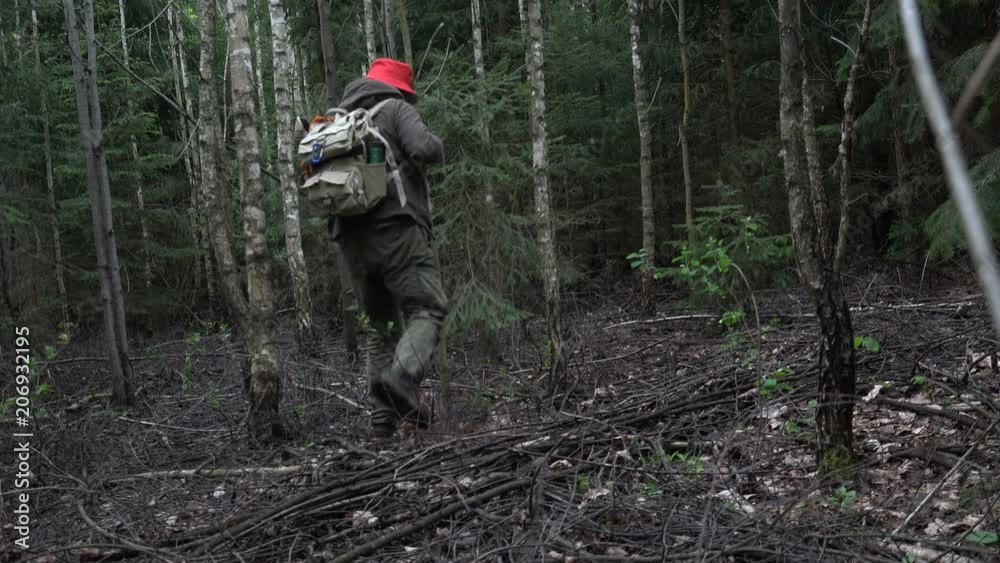 Tourist, mature man got lost in a dark, wild, terrible forest in evening, flying mosquito Tourist, mature man got lost in a dark, wild, terrible forest in evening, flying mosquito