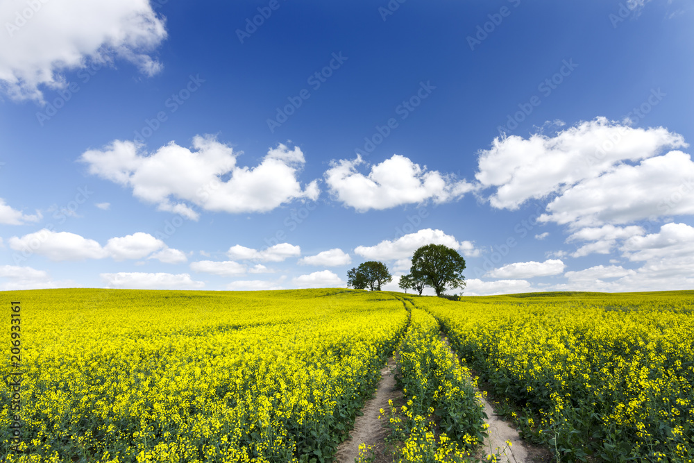 Rape field amazing country road landscape. / Beautiful yellow canola agriculture plant summer scenery in north Poland