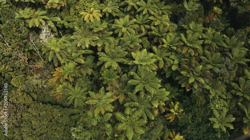 Drone shot birds eye view hill covered in fern trees, New Zealand