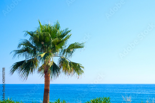 Fototapeta Naklejka Na Ścianę i Meble -  palm and sea