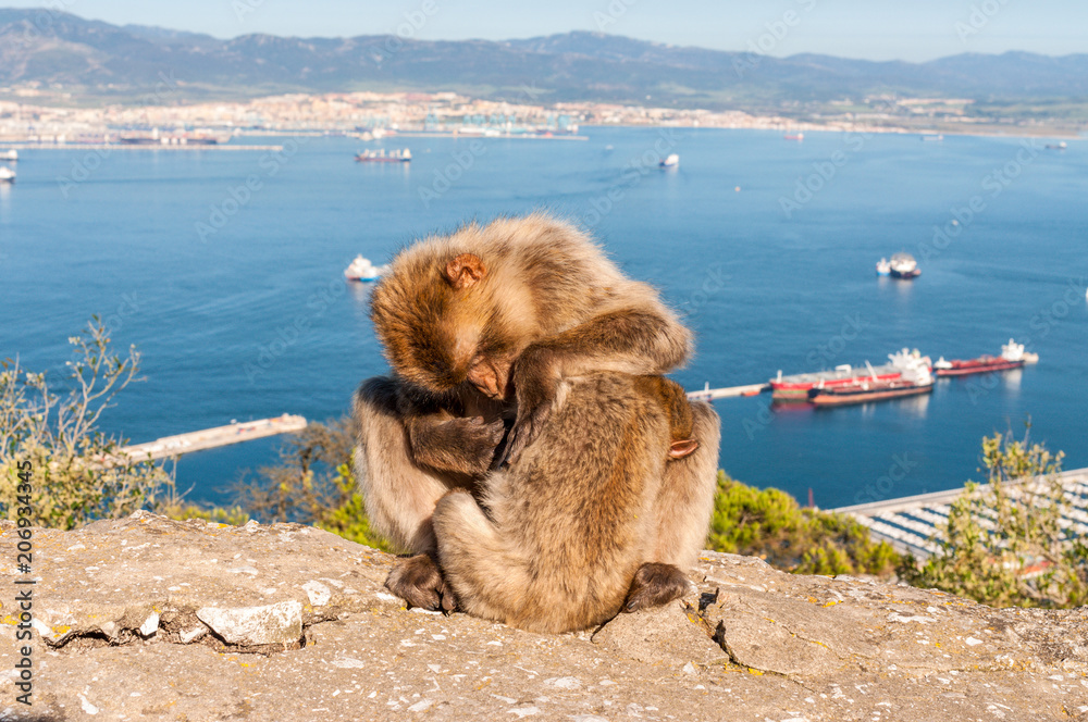 Fototapeta premium Barbary macaques on top of the Rock of Gibraltar