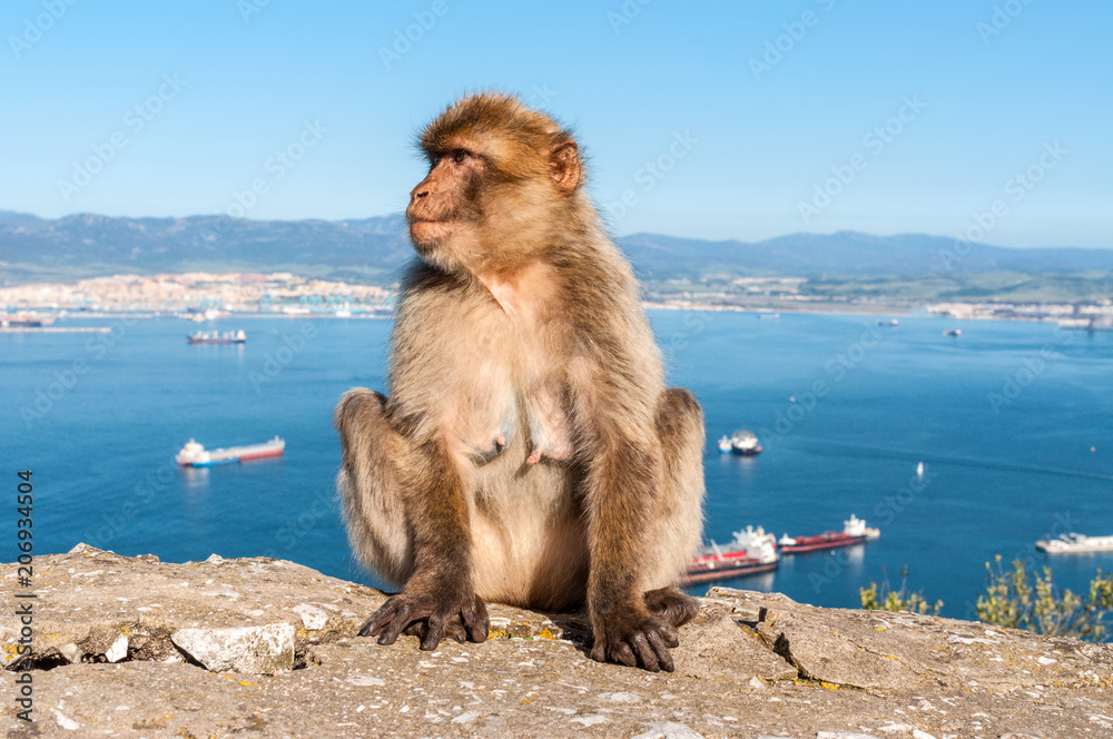 Fototapeta premium Sitting Barbary macaque on top of the Rock of Gibraltar