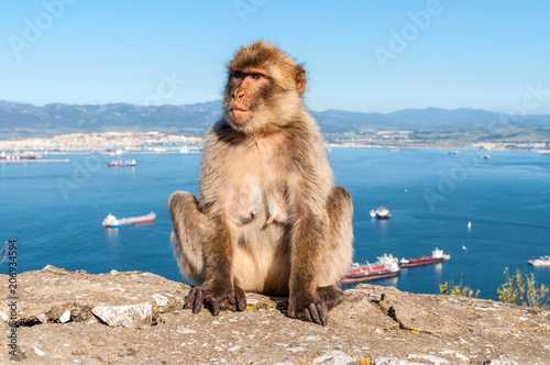 Barbary macaque on top of the Rock of Gibraltar © Val Traveller