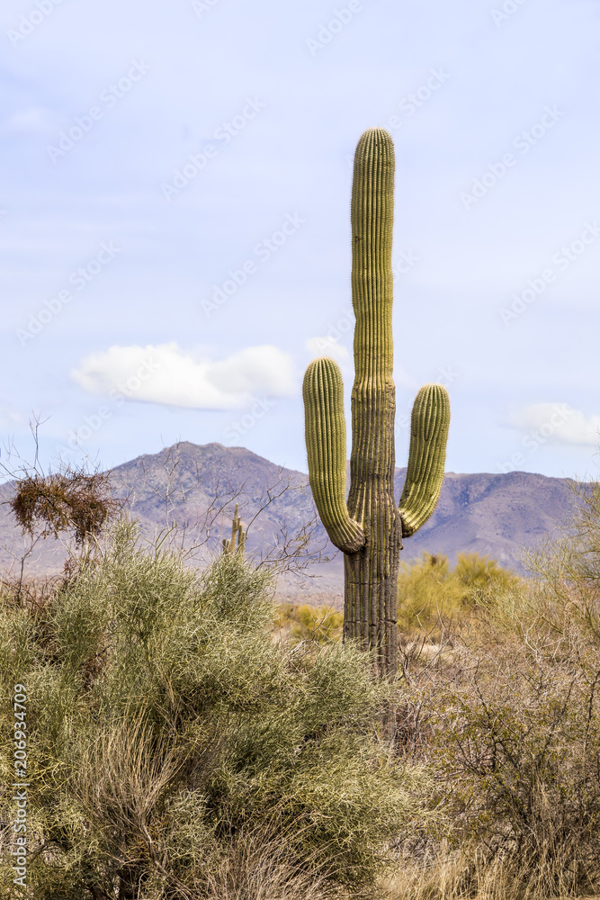 Saguaro and Mountains - Backed by the mountains to the east of Phoenix, Arizona, a tall saguaro cactus with arms grows in the scenic desert landscape.