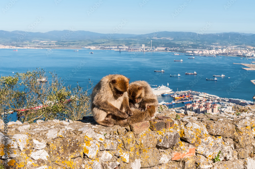 Fototapeta premium The Barbary Macaque monkeys of Gibraltar. The only wild monkey population on the European Continent. At present there are 300+ individuals occupying the Gibraltar nature reserve.