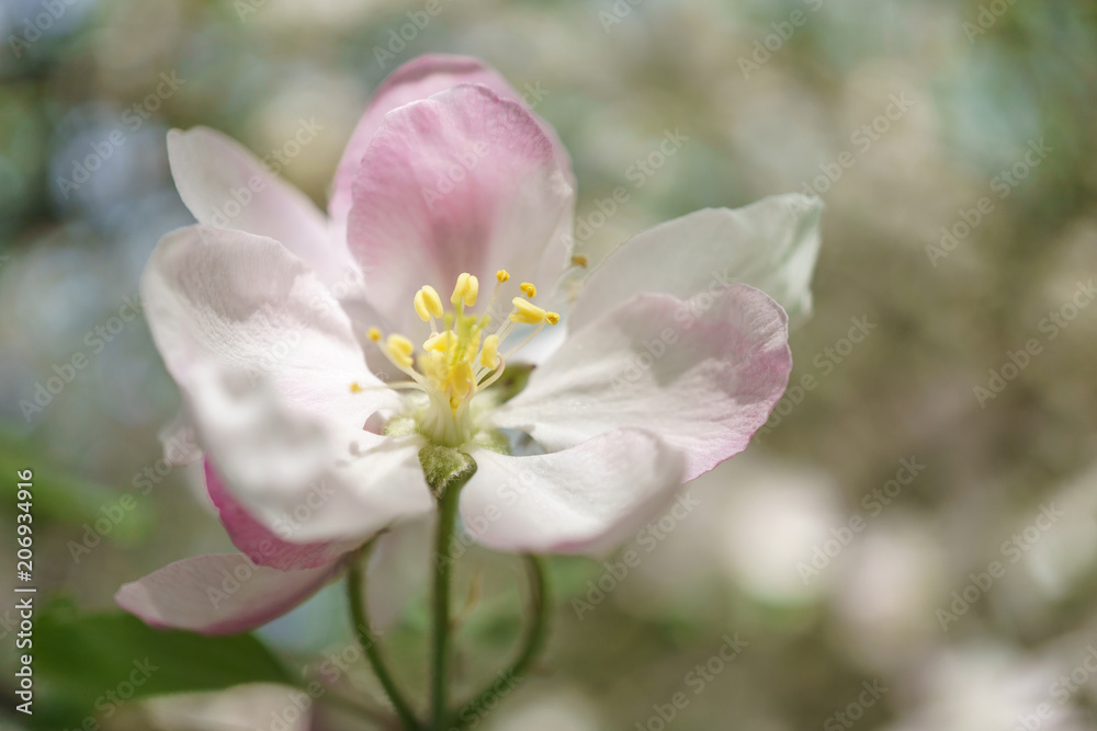 apple tree flowers blossoming in the sunny garden