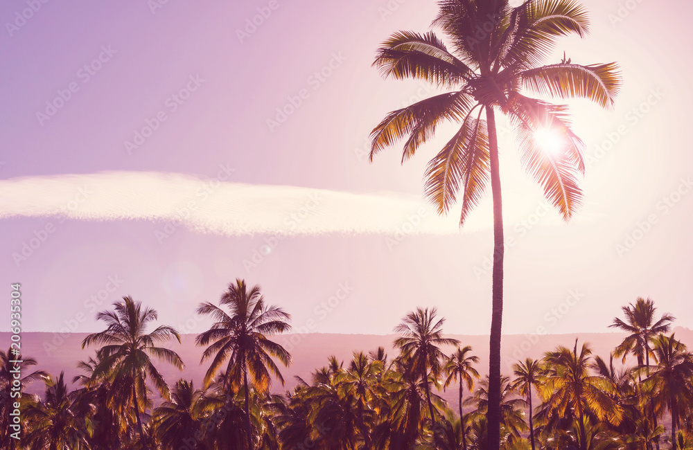 Palm plantation