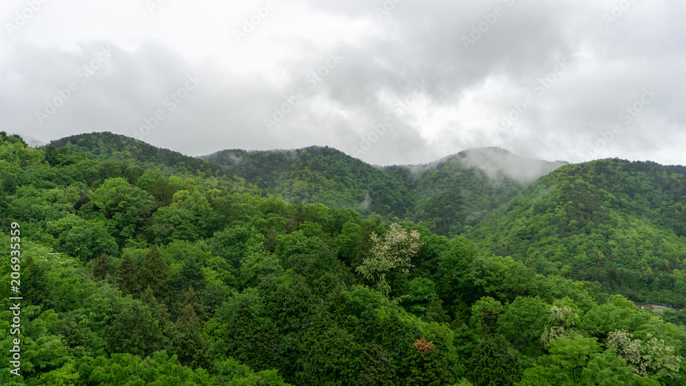 Mist and cloud flow over the green mountain in rainy season.