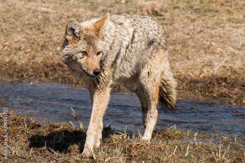 Coyote on the Gibbon River