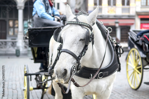 Horse carriage Brussels