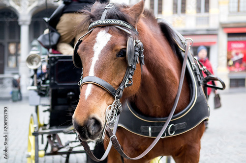 Beautiful horse harnessed to a carriage Brussels, Belgium. Selective focus © Olena Ilienko