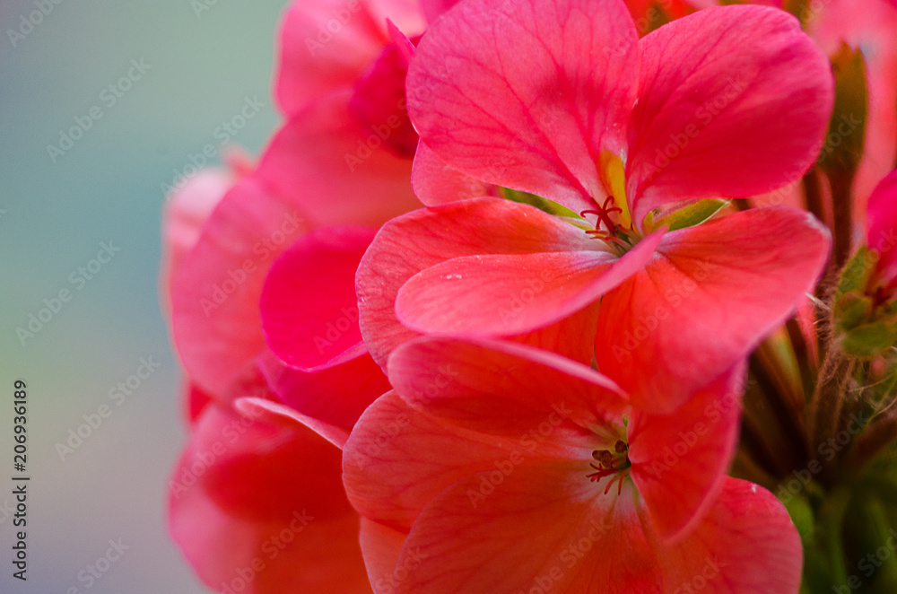 bright pelargonium decorate the yard bright pelargonium decorate the yard