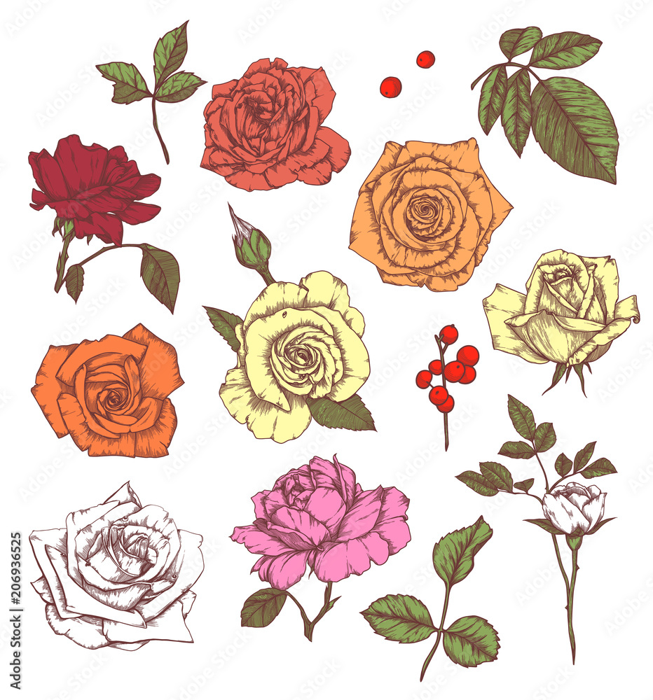 Set of hand-drawn  floral elements in sketch style