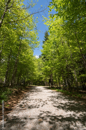 Gravel road through the sunlit lush green forest in Gorski kotar, Croatia