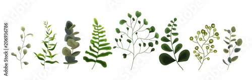 Collection of greenery leaf plant forest herbs tropical eucalyptus leaves