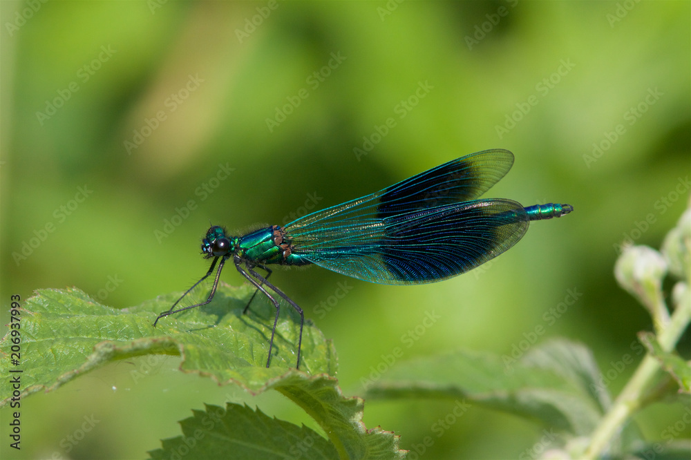 Male Banded demoiselle dragonfly, Calopteryx splendens, in the early spring sunshine. Male Banded demoiselle dragonfly, Calopteryx splendens, in the early spring sunshine.
