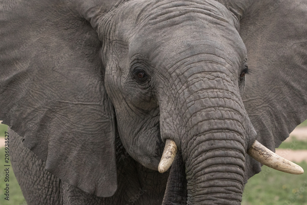 Close up of a young elephant.