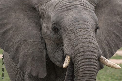 Close up of a young elephant.