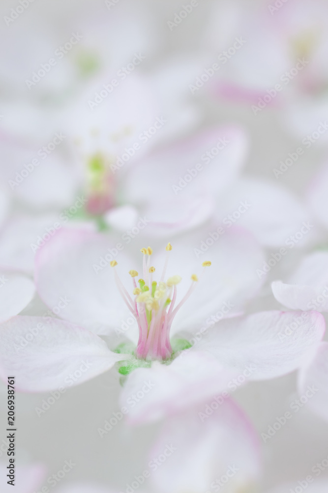 White flowers floating in water White flowers floating in water