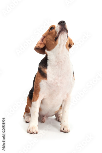 beagle dog isolated on white background © bajita111122