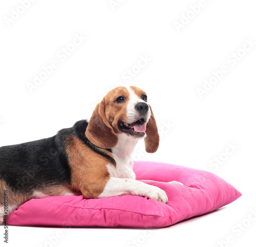 Young beagle  on pillow.
