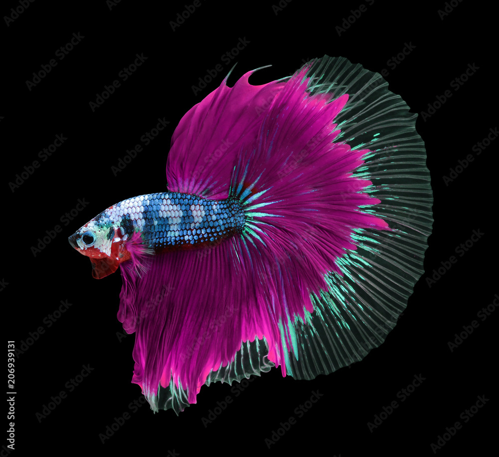 betta fish and fighter fish