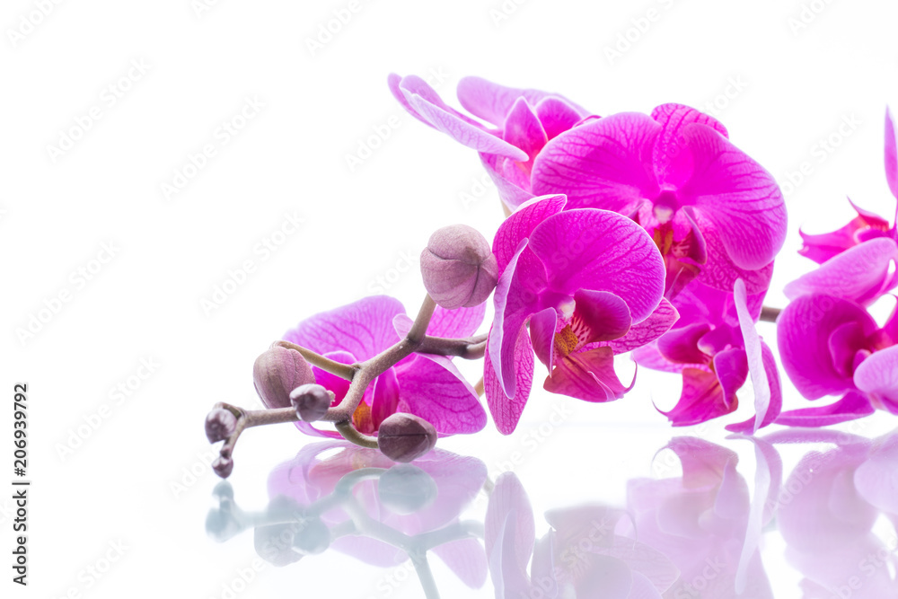 Obraz premium piękne kwiaty orchidei Phalaenopsis