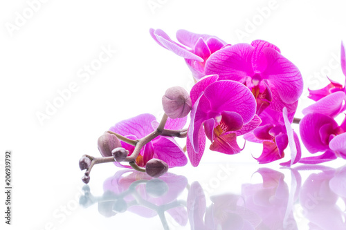 Fototapeta Naklejka Na Ścianę i Meble -  beautiful Phalaenopsis orchid flowers