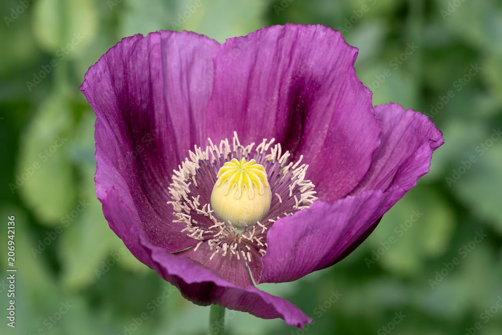 Fototapeta premium Purple poppy blossom in a field. (Papaver somniferum).