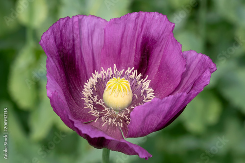 Fototapeta Naklejka Na Ścianę i Meble -  Purple poppy blossom in a field. (Papaver somniferum).